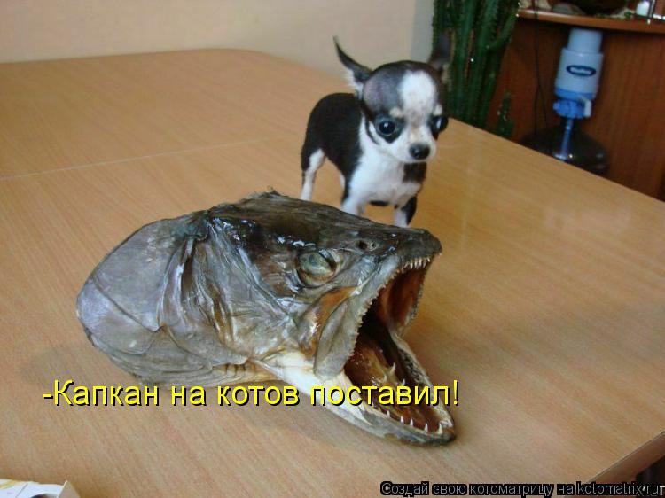 -Капкан на котов поставил!... Котоматрица: -Капкан на котов поставил!