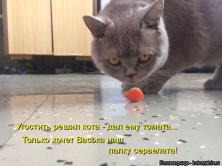 Котоматрица: Угостить решил кота - дал ему томата... Только хочет Васька наш палку сервелата!