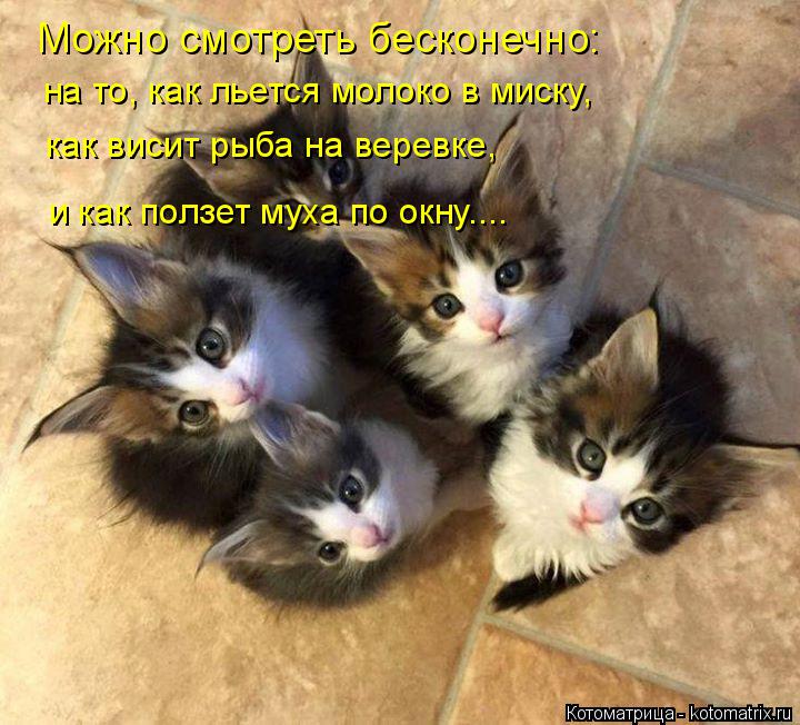 Можно смотреть бесконечно: на то, как льется молоко в миску, как висит рыба на веревке, и как ползет ... Котоматрица: Можно смотреть бесконечно: на то, как льется молоко в миску, как висит рыба на веревке, и как ползет муха по окну....