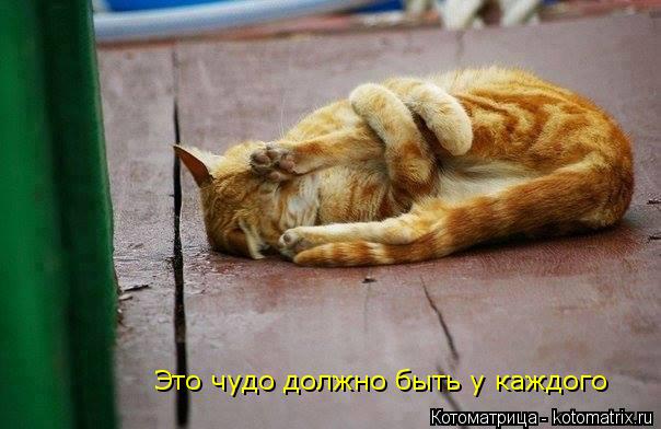 Это чудо должно быть у каждого... Котоматрица: Это чудо должно быть у каждого