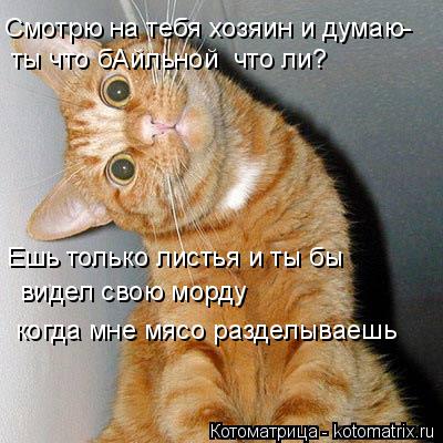 Смотрю на тебя хозяин и думаю- ты что бАйльной что ли? Ешь только листья и ты бы видел свою морду... Котоматрица: Смотрю на тебя хозяин и думаю- ты что бАйльной что ли? Ешь только листья и ты бы видел свою морду когда мне мясо разделываешь