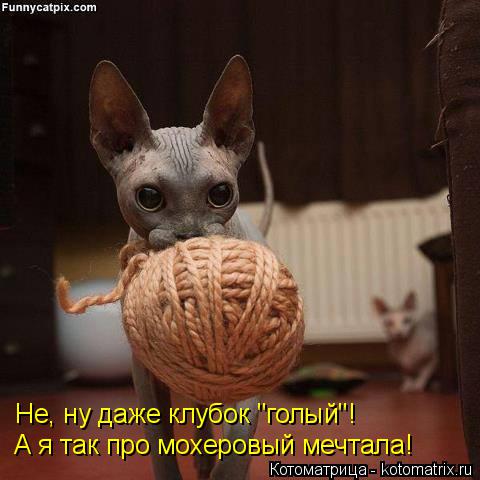 Не, ну даже клубок "голый"! А я так про мохеровый мечтала!... Котоматрица: Не, ну даже клубок "голый"! А я так про мохеровый мечтала!