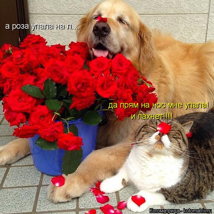 а роза упала на л.... да прям на нос мне упала! и пахнет!!!!... Котоматрица: а роза упала на л.... да прям на нос мне упала! и пахнет!!!!