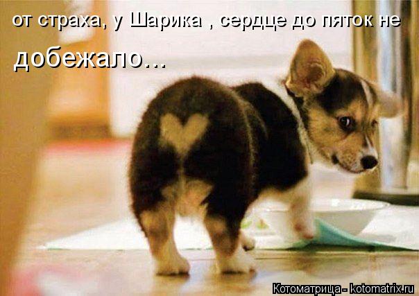 от страха, у Шарика , сердце до пяток не добежало...... Котоматрица: от страха, у Шарика , сердце до пяток не добежало...