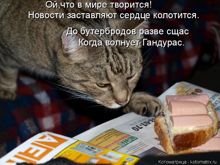 До бутербродов разве сщас Когда волнует Гандурас. Ой,что в мире творится! Новости заставляют сердце к... Котоматрица: До бутербродов разве сщас Когда волнует Гандурас. Ой,что в мире творится! Новости заставляют сердце колотится.