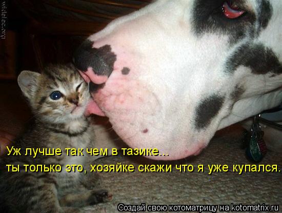 Уж лучше так чем в тазике... ты только это, хозяйке скажи что я уже купался...... Котоматрица: Уж лучше так чем в тазике... ты только это, хозяйке скажи что я уже купался...