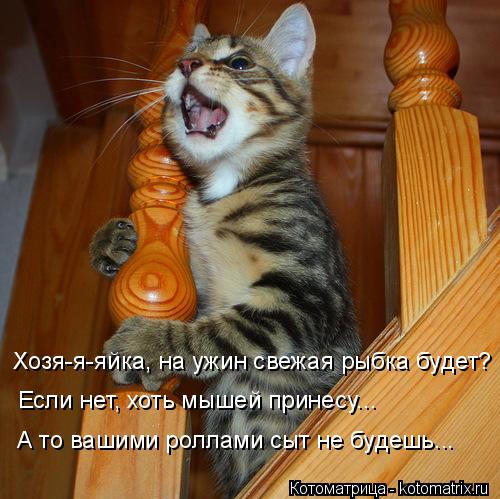 Хозя-я-яйка, на ужин свежая рыбка будет? Если нет, хоть мышей принесу... А то вашими роллами сыт не б... Котоматрица: Хозя-я-яйка, на ужин свежая рыбка будет? Если нет, хоть мышей принесу... А то вашими роллами сыт не будешь...