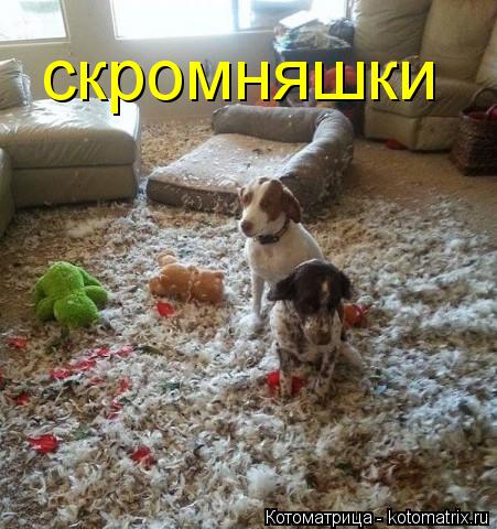скромняшки... Котоматрица: скромняшки
