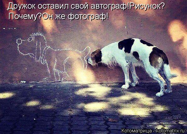 Дружок оставил свой автограф!Рисунок? Почему?Он же фотограф!... Котоматрица: Дружок оставил свой автограф!Рисунок? Почему?Он же фотограф!