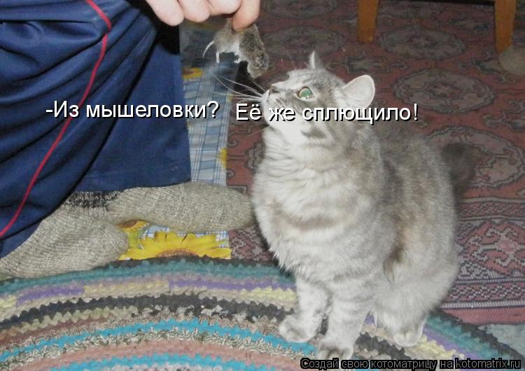 -Из мышеловки? Её же сплющило!... Котоматрица: -Из мышеловки? Её же сплющило!