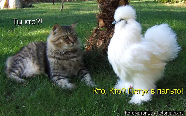 Кто, Кто? Петух в пальто! Ты кто?!... Котоматрица: Кто, Кто? Петух в пальто! Ты кто?!