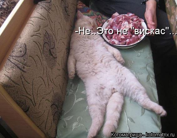 -Не..Это не "вискас"...... Котоматрица: -Не..Это не "вискас"...