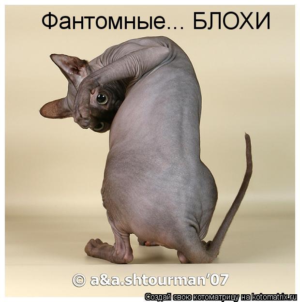 Фантомные... БЛОХИ... Котоматрица: Фантомные... БЛОХИ