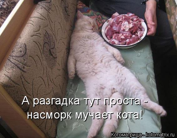 насморк мучает кота! А разгадка тут проста -... Котоматрица: насморк мучает кота! А разгадка тут проста -