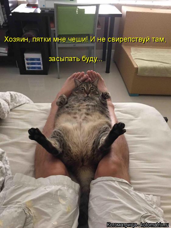 Хозяин, пятки мне чеши! И не свирепствуй там, засыпать буду...... Котоматрица: Хозяин, пятки мне чеши! И не свирепствуй там, засыпать буду...
