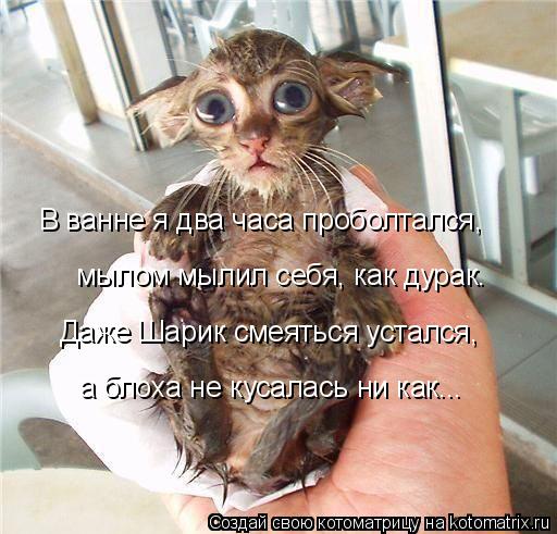 В ванне я два часа проболтался, мылом мылил себя, как дурак. Даже Шарик смеяться устался, а блоха не ... Котоматрица: В ванне я два часа проболтался, мылом мылил себя, как дурак. Даже Шарик смеяться устался, а блоха не кусалась ни как...