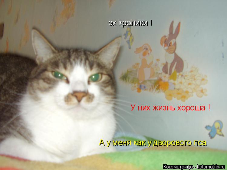 эх кролики ! У них жизнь хороша ! А у меня как у дворового пса... Котоматрица: эх кролики ! У них жизнь хороша ! А у меня как у дворового пса