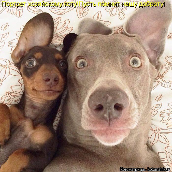 Портрет хозяйскому коту!Пусть помнит нашу доброту!... Котоматрица: Портрет хозяйскому коту!Пусть помнит нашу доброту!