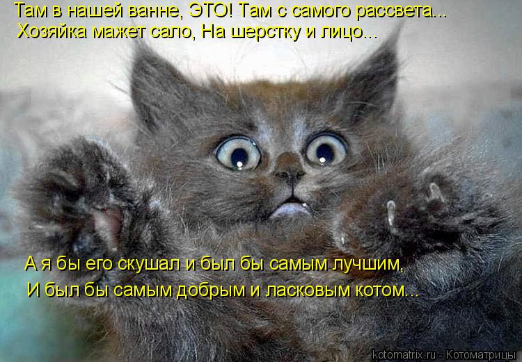 Там в нашей ванне, ЭТО! Там с самого рассвета... Хозяйка мажет сало, На шерстку и лицо... А я бы его ... Котоматрица: Там в нашей ванне, ЭТО! Там с самого рассвета... Хозяйка мажет сало, На шерстку и лицо... А я бы его скушал и был бы самым лучшим, И был бы самым д