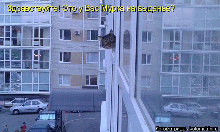 Здравствуйте! Это у Вас Мурка на выданье?... Котоматрица: Здравствуйте! Это у Вас Мурка на выданье?
