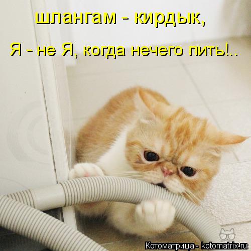 шлангам - кирдык, Я - не Я, когда нечего пить!..... Котоматрица: шлангам - кирдык, Я - не Я, когда нечего пить!..