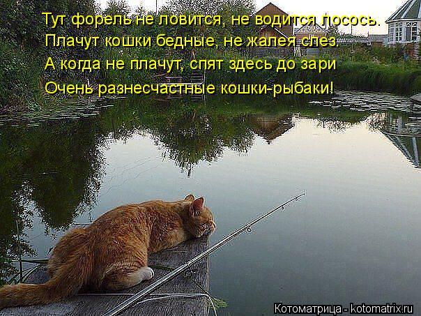 Тут форель не ловится, не водится лосось. Плачут кошки бедные, не жалея слез. А когда не плачут, спят... Котоматрица: Тут форель не ловится, не водится лосось. Плачут кошки бедные, не жалея слез. А когда не плачут, спят здесь до зари Очень разнесчастные кошки-