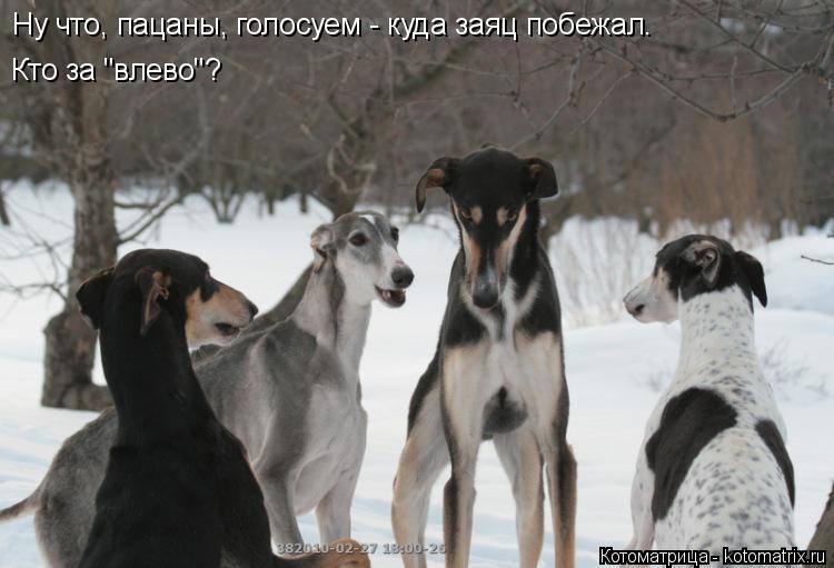 Ну что, пацаны, голосуем - куда заяц побежал. Кто за "влево"?... Котоматрица: Ну что, пацаны, голосуем - куда заяц побежал. Кто за "влево"?