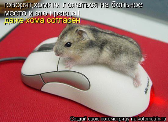 говорят,хомяки ложаться на больное место и это правда ! даже хома согласен... Котоматрица: говорят,хомяки ложаться на больное место и это правда ! даже хома согласен