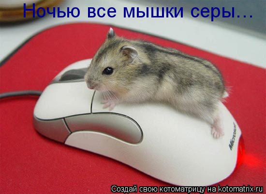 Ночью все мышки серы…... Котоматрица: Ночью все мышки серы…