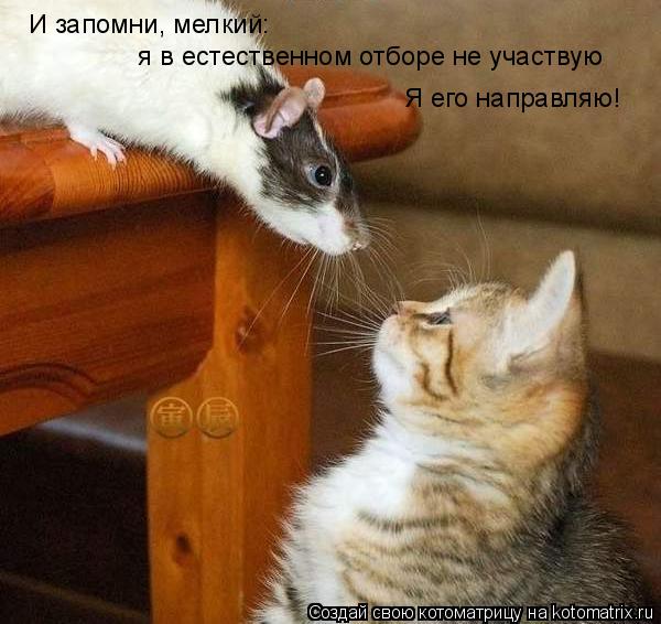 И запомни, мелкий: я в естественном отборе не участвую Я его направляю!... Котоматрица: И запомни, мелкий: я в естественном отборе не участвую Я его направляю!