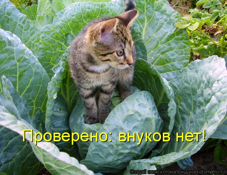 Проверено: внуков нет!... Котоматрица: Проверено: внуков нет!