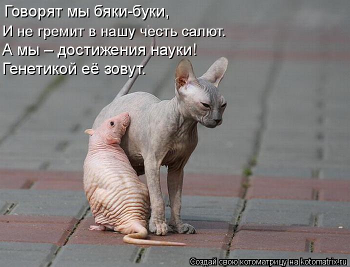 Говорят мы бяки-буки, И не гремит в нашу честь салют. А мы – достижения науки! Генетикой её зовут.... Котоматрица: Говорят мы бяки-буки, И не гремит в нашу честь салют. А мы – достижения науки! Генетикой её зовут.