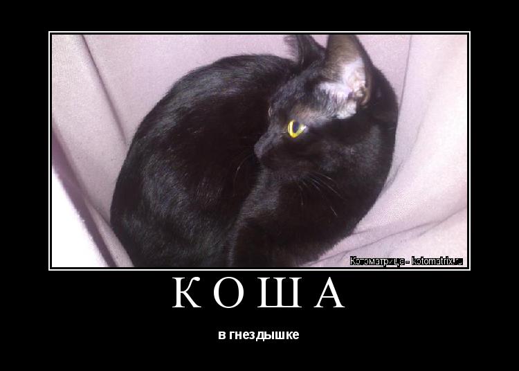 КОША в гнездышке... Котоматрица: КОША в гнездышке