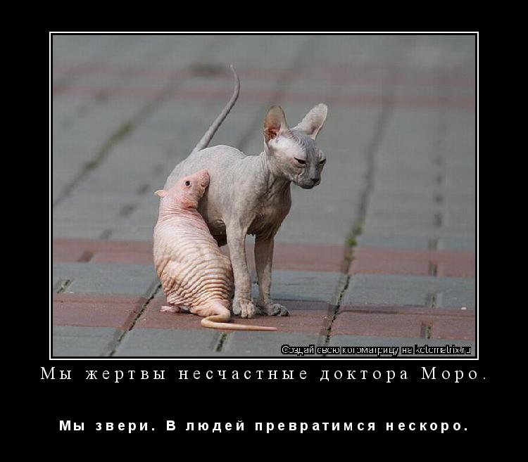Мы жертвы несчастные доктора Моро. М ы з в е р и . В л ю д е й п р е в р а т и м с я н е с ... Котоматрица: Мы жертвы несчастные доктора Моро. М ы з в е р и . В л ю д е й п р е в р а т и м с я н е с к о р о .