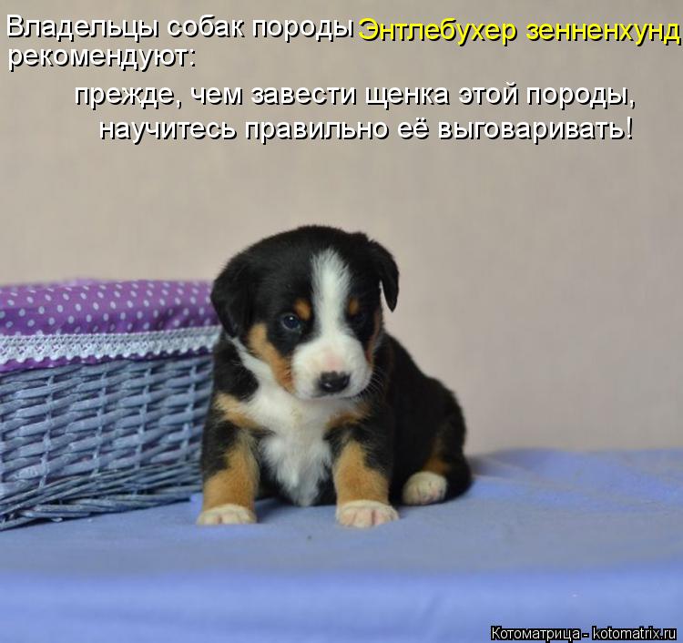 Владельцы собак породы Энтлебухер зенненхунд рекомендуют: прежде, чем завести щенка этой породы, нау... Котоматрица: Владельцы собак породы Энтлебухер зенненхунд рекомендуют: прежде, чем завести щенка этой породы, научитесь правильно её выговаривать!