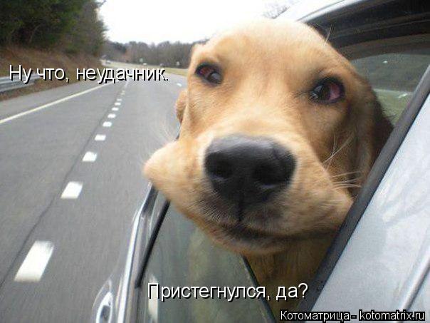 Ну что, неудачник. Пристегнулся, да?... Котоматрица: Ну что, неудачник. Пристегнулся, да?