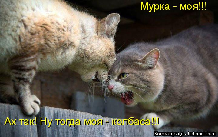 Мурка - моя!!! Ах так! Ну тогда моя - колбаса!!!... Котоматрица: Мурка - моя!!! Ах так! Ну тогда моя - колбаса!!!