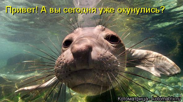 Привет! А вы сегодня уже окунулись?... Котоматрица: Привет! А вы сегодня уже окунулись?