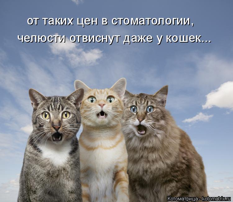 от таких цен в стоматологии, челюсти отвиснут даже у кошек...... Котоматрица: от таких цен в стоматологии, челюсти отвиснут даже у кошек...