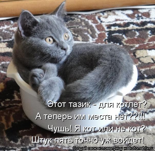 Этот тазик - для котлет? А теперь им места нет??!!! Чушь! Я кот или не кот? Штук пять точно уж войдет... Котоматрица: Этот тазик - для котлет? А теперь им места нет??!!! Чушь! Я кот или не кот? Штук пять точно уж войдет!