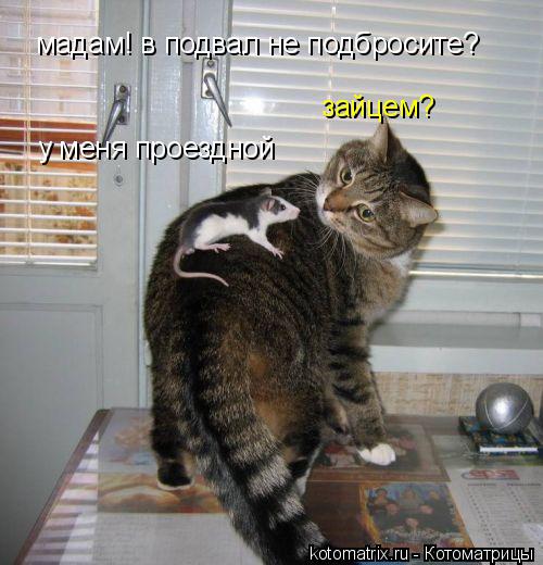 мадам! в подвал не подбросите? у меня проездной зайцем?... Котоматрица: мадам! в подвал не подбросите? у меня проездной зайцем?