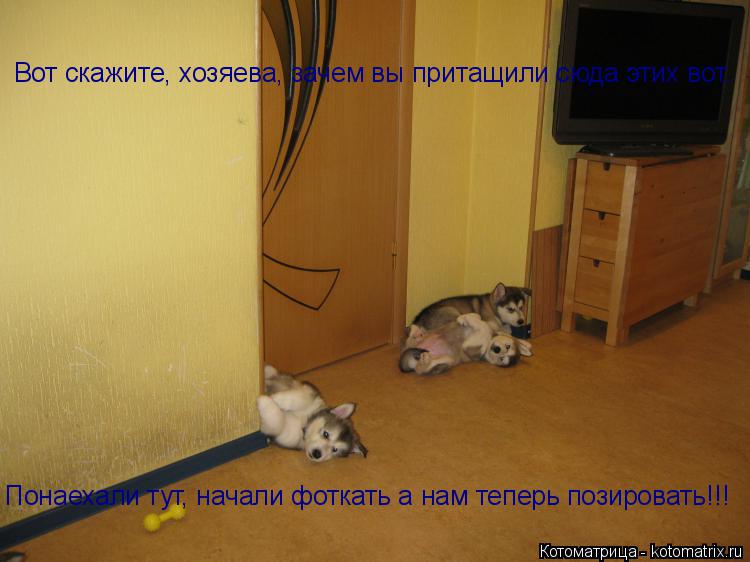 Вот скажите, хозяева, зачем вы притащили сюда этих вот. Понаехали тут, начали фоткать а нам теперь по... Котоматрица: Вот скажите, хозяева, зачем вы притащили сюда этих вот. Понаехали тут, начали фоткать а нам теперь позировать!!!