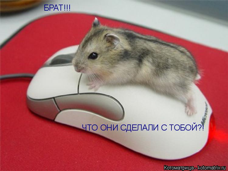 БРАТ!!! ЧТО ОНИ СДЕЛАЛИ С ТОБОЙ?!... Котоматрица: БРАТ!!! ЧТО ОНИ СДЕЛАЛИ С ТОБОЙ?!