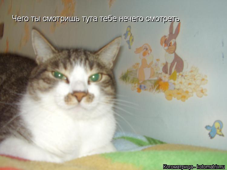 Чего ты смотришь тута тебе нечего смотреть... Котоматрица: Чего ты смотришь тута тебе нечего смотреть