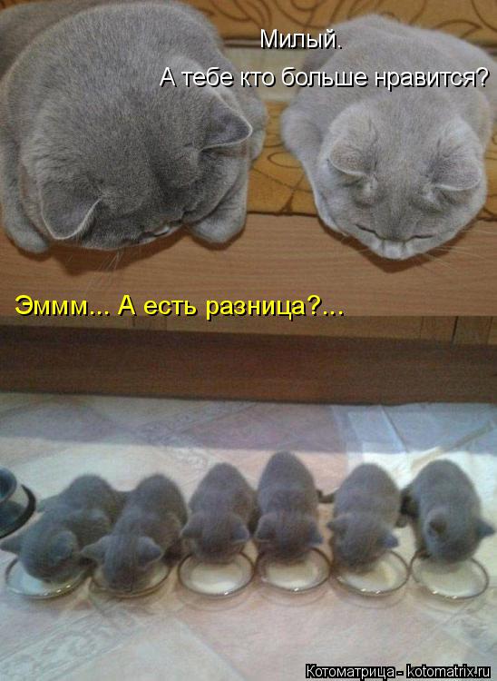 Милый. А тебе кто больше нравится? Эммм... А есть разница?...... Котоматрица: Милый. А тебе кто больше нравится? Эммм... А есть разница?...