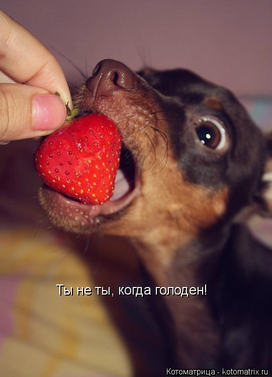 Ты не ты, когда голоден!... Котоматрица: Ты не ты, когда голоден!