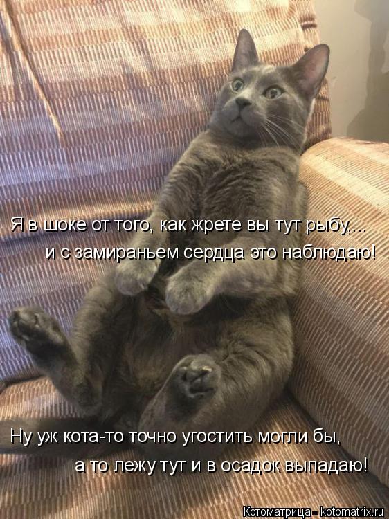 Я в шоке от того, как жрете вы тут рыбу,... и с замираньем сердца это наблюдаю! Ну уж кота-то точно у... Котоматрица: Я в шоке от того, как жрете вы тут рыбу,... и с замираньем сердца это наблюдаю! Ну уж кота-то точно угостить могли бы, а то лежу тут и в осадок вы