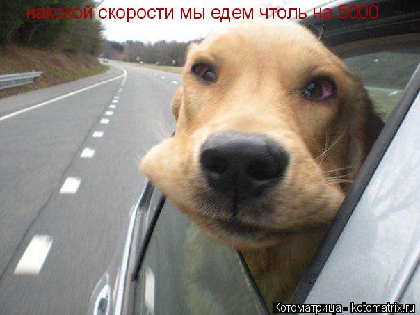 накокой скорости мы едем чтоль на 5000... Котоматрица: накокой скорости мы едем чтоль на 5000