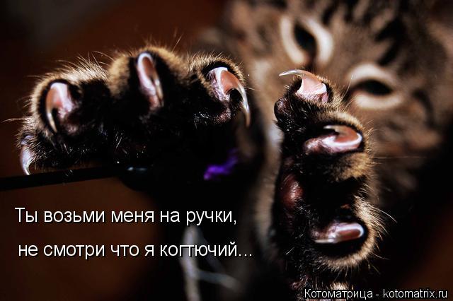 Ты возьми меня на ручки, не смотри что я когтючий...... Котоматрица: Ты возьми меня на ручки, не смотри что я когтючий...