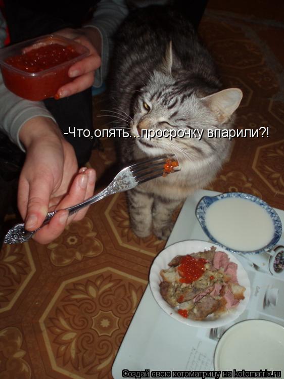 -Что,опять...просрочку впарили?!... Котоматрица: -Что,опять...просрочку впарили?!